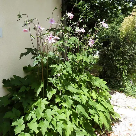 Logis De La Brumanderie 3* Fontcouverte (Charente-Maritime)